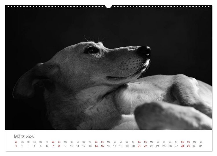 Produktbild: Hundeportraits Fine Art (Wandkalender 2026 DIN A2 quer), CALVENDO Monatskalender