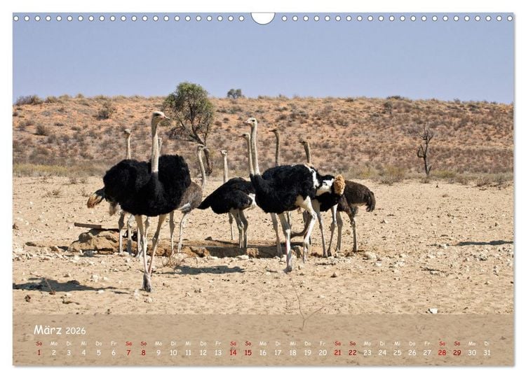 Produktbild: Kgalagadi - Fauna und Wildtiere in der Kalahari (Wandkalender 2026 DIN A3 quer), CALVENDO Monatskalender