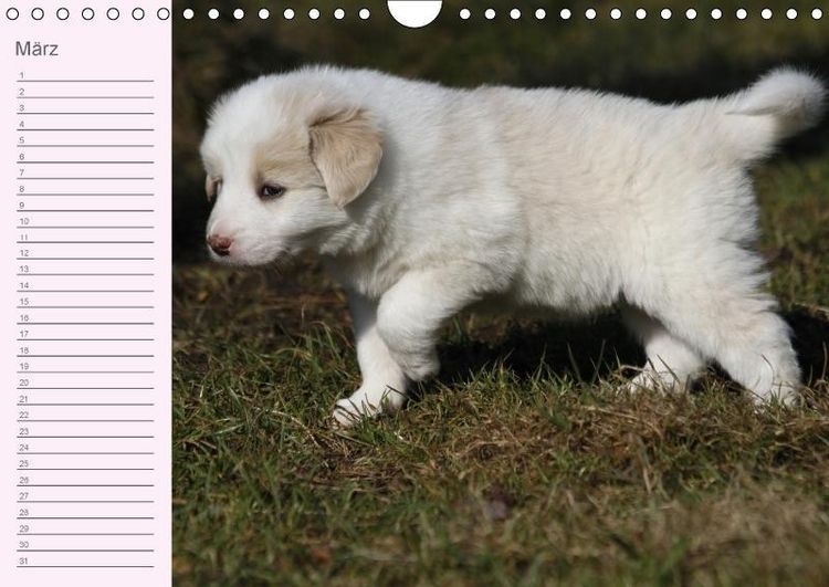 Produktbild: Border Collie-Welpen Geburtstagskalender (Wandkalender immerw&auml;hrend DIN A4 quer)