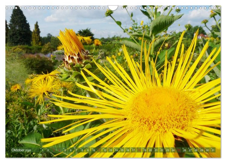 Produktbild: Beschwingte Blumenwelt (Wandkalender 2026 DIN A3 quer), CALVENDO Monatskalender