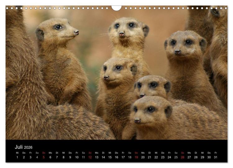 Produktbild: Erdm&auml;nnchen &ndash; Zusammen sind wir stark (Wandkalender 2026 DIN A3 quer), CALVENDO Monatskalender