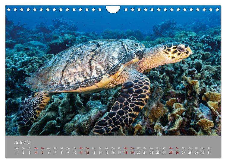 Produktbild: Karibische Meeresschildkr&ouml;ten (Wandkalender 2026 DIN A4 quer), CALVENDO Monatskalender