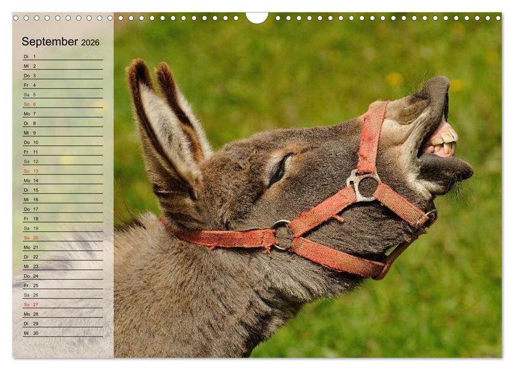 Produktbild: Esel. H&uuml;bsch, klug und flei&szlig;ig (Wandkalender 2026 DIN A3 quer), CALVENDO Monatskalender