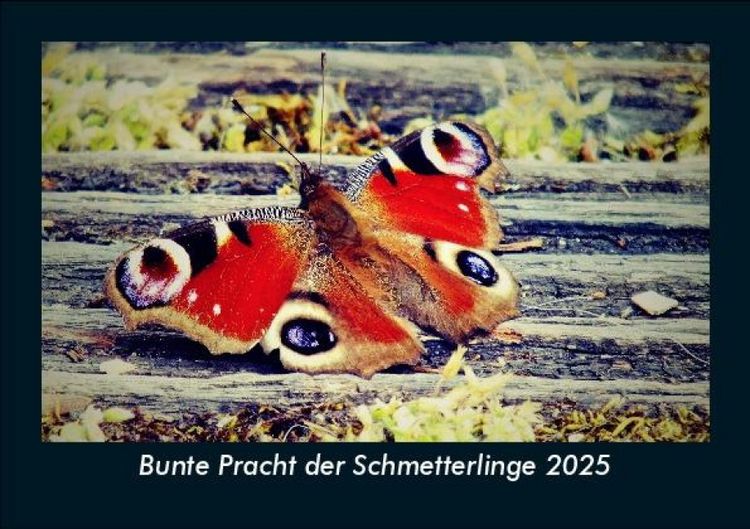 Produktbild: Bunte Pracht der Schmetterlinge 2025 Fotokalender DIN A5