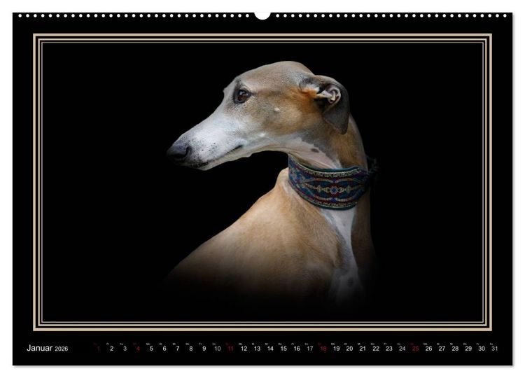 Produktbild: Galgo Espa&ntilde;ol 2026- Der spanische Windhund (hochwertiger Premium Wandkalender 2026 DIN A2 quer), Kunstdruck in Hochglanz