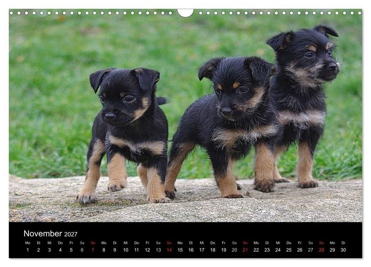Produktbild: Katzen & Hunde (Wandkalender 2027 DIN A3 quer), CALVENDO Monatskalender