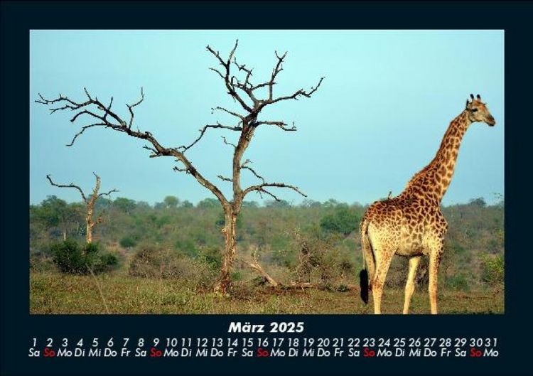 Produktbild: Giraffen 2025 Fotokalender DIN A5