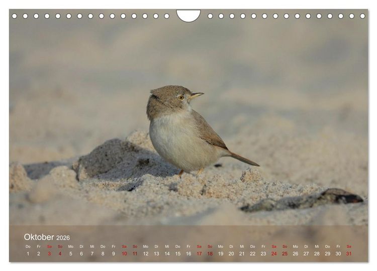Produktbild: Wilde Vogelwelt Helgoland (Wandkalender 2026 DIN A4 quer), CALVENDO Monatskalender