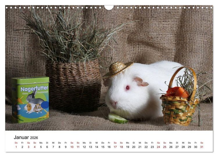 Produktbild: Unsere Meerschweinchen (Wandkalender 2026 DIN A3 quer), CALVENDO Monatskalender