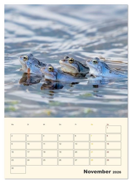 Produktbild: Moorfrosch Geheimnisse &ndash; Farben, Flirts & Froschkonzerte - Tanja Riedel (Wandkalender 2026 DIN A4 hoch), CALVENDO Monatskalender