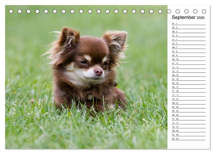 Produktbild: Chihuahuas - kleine Herzensbrecher (Tischkalender 2026 DIN A5 quer), CALVENDO Monatskalender