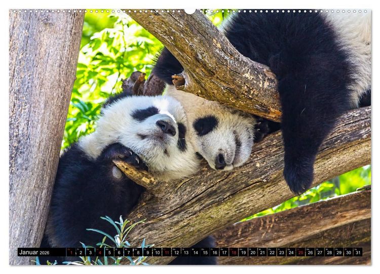 Produktbild: Pandab&auml;r Babys (Wandkalender 2026 DIN A2 quer), CALVENDO Monatskalender