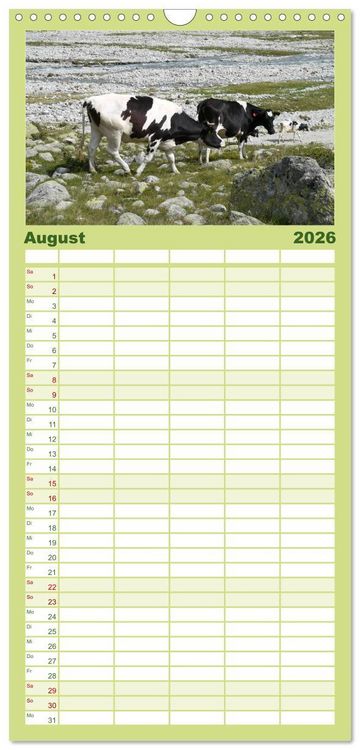 Produktbild: Familienplaner 2026 - K&uuml;he mit H&ouml;rnern mit 5 Spalten (Wandkalender, 21 x 45 cm) CALVENDO