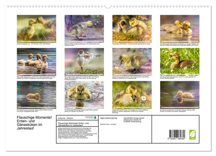 Produktbild: Flauschige Momente! Enten- und G&auml;nsek&uuml;ken im Jahreslauf (hochwertiger Premium Wandkalender 2026 DIN A2 quer), Kunstdruck in Hochglanz