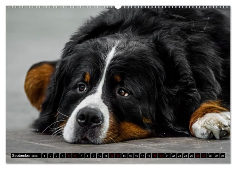 Produktbild: Berner Sennenhunde - Faszinierende Herzensbrecher (Wandkalender 2026 DIN A2 quer), CALVENDO Monatskalender