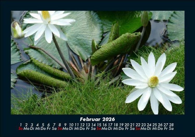 Produktbild: Rosentraum 2026 Fotokalender DIN A5