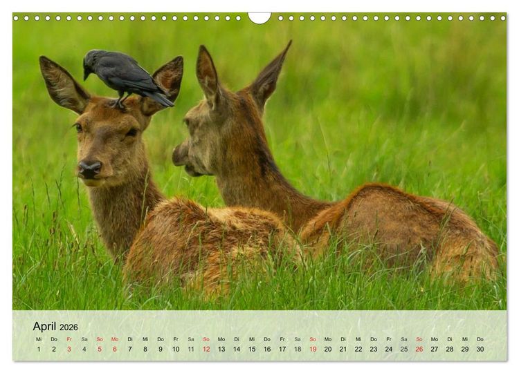 Produktbild: Rotwild. Edle Hirsche, stolze K&uuml;he (Wandkalender 2026 DIN A3 quer), CALVENDO Monatskalender
