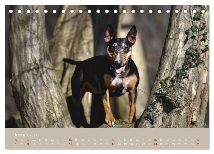 Produktbild: Bullterrier, liebenswerte Sturk&ouml;pfe (Tischkalender 2027 DIN A5 quer), CALVENDO Monatskalender