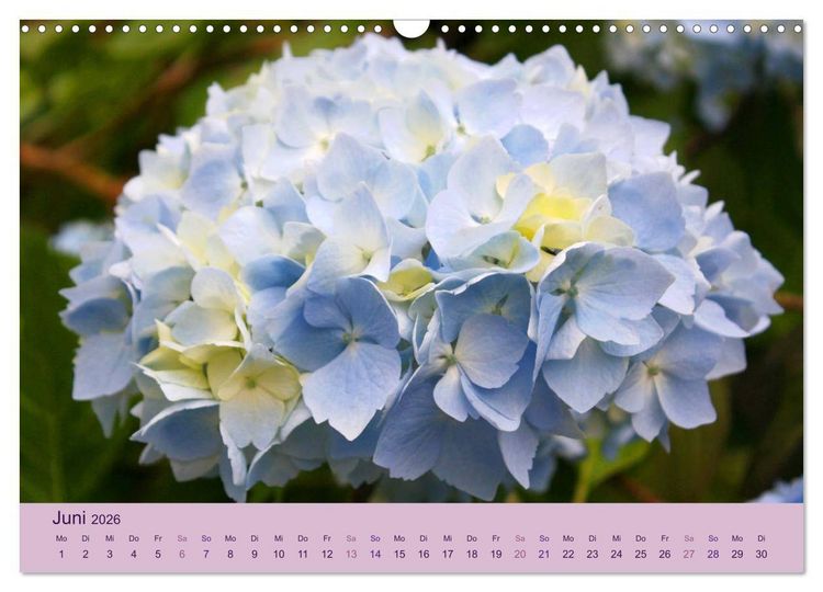 Produktbild: Hortensien 2026. Farbenpr&auml;chtige Impressionen aus dem Garten (Wandkalender 2026 DIN A3 quer), CALVENDO Monatskalender