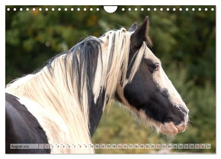 Produktbild: Colorful Horse Ranch &ndash; Wo Tinker posen und Ponys l&auml;cheln (Wandkalender 2026 DIN A4 quer), CALVENDO Monatskalender