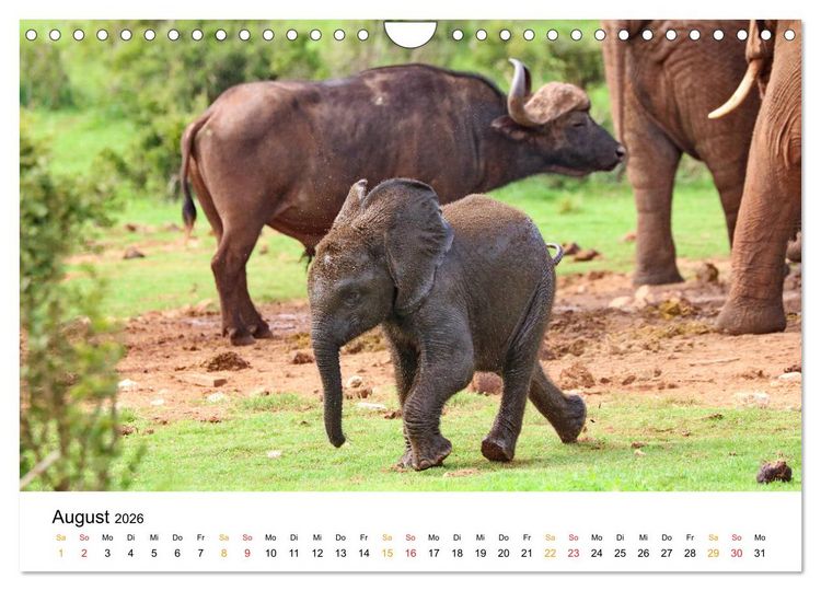 Produktbild: ADDO ELEPHANT NATIONAL PARK Elefanten Babies (Wandkalender 2026 DIN A4 quer), CALVENDO Monatskalender