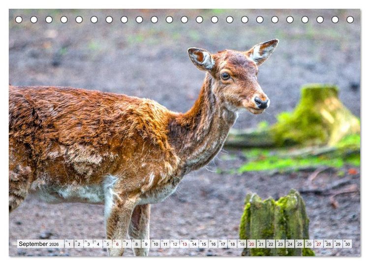 Produktbild: Rehe - Sanfte Waldbewohner (Tischkalender 2026 DIN A5 quer), CALVENDO Monatskalender