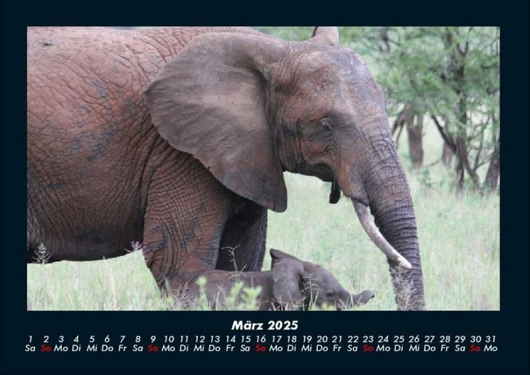 Produktbild: Der Elefantenkalender 2025 Fotokalender DIN A4