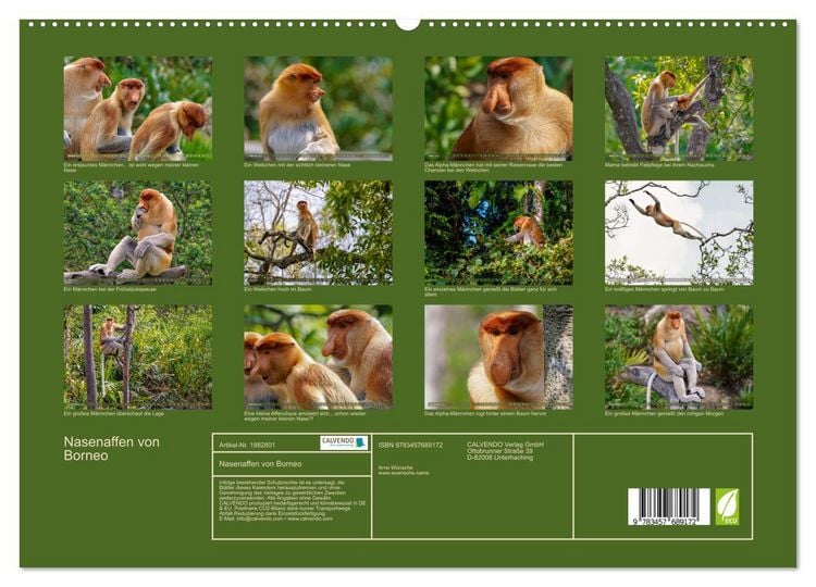 Produktbild: Nasenaffen von Borneo (hochwertiger Premium Wandkalender 2026 DIN A2 quer), Kunstdruck in Hochglanz