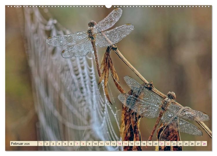 Produktbild: Spinnennetze - Wunder der Natur (Wandkalender 2026 DIN A2 quer), CALVENDO Monatskalender