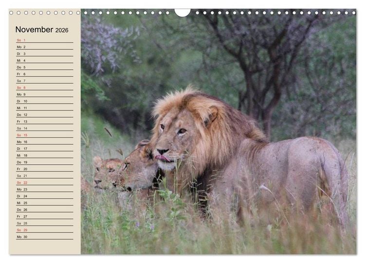 Produktbild: L&ouml;wen. Majest&auml;tische Kraft (Wandkalender 2026 DIN A3 quer), CALVENDO Monatskalender