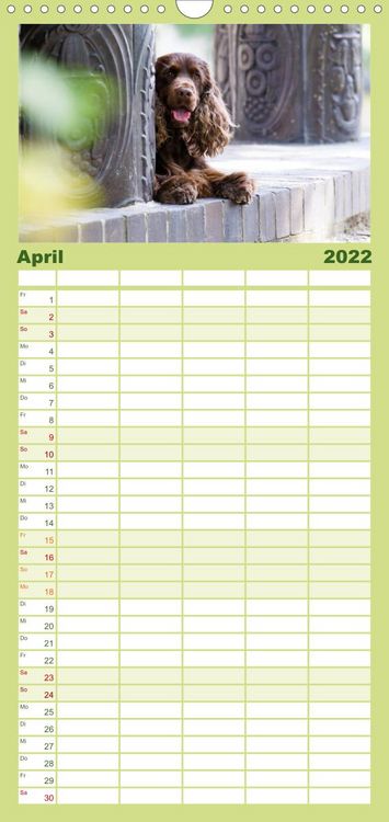 Produktbild: Familienplaner English Cocker Spaniel - Fr&ouml;hliche Gesellen (Wandkalender 2022 , 21 cm x 45 cm, hoch)