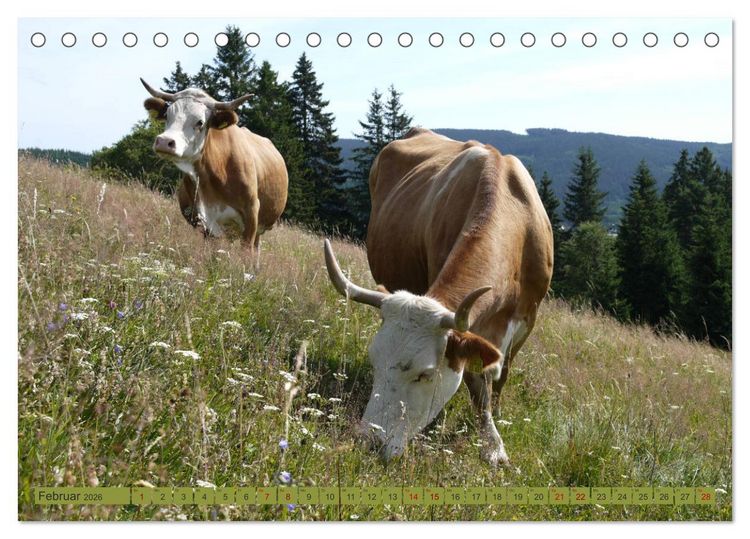 Produktbild: Schwarzwald-K&uuml;he - Die Hinterw&auml;lder (Tischkalender 2026 DIN A5 quer), CALVENDO Monatskalender
