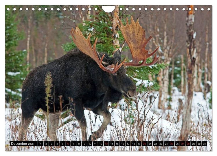 Produktbild: MOOSE Of The Northern Woods (Wall Calendar 2026 DIN A4 landscape), CALVENDO 12 Month Wall Calendar