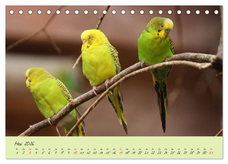 Produktbild: Wellensittiche - Gefiederte Freunde (Tischkalender 2026 DIN A5 quer), CALVENDO Monatskalender