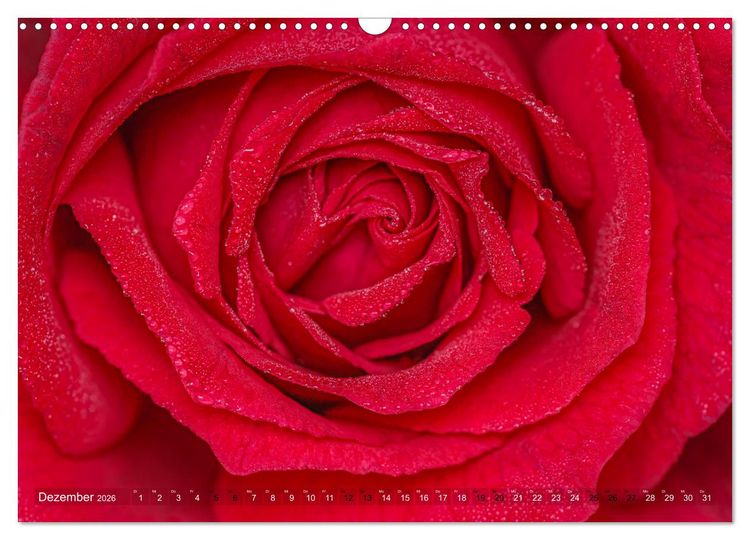Produktbild: Rosen im Morgentau (Wandkalender 2026 DIN A3 quer), CALVENDO Monatskalender