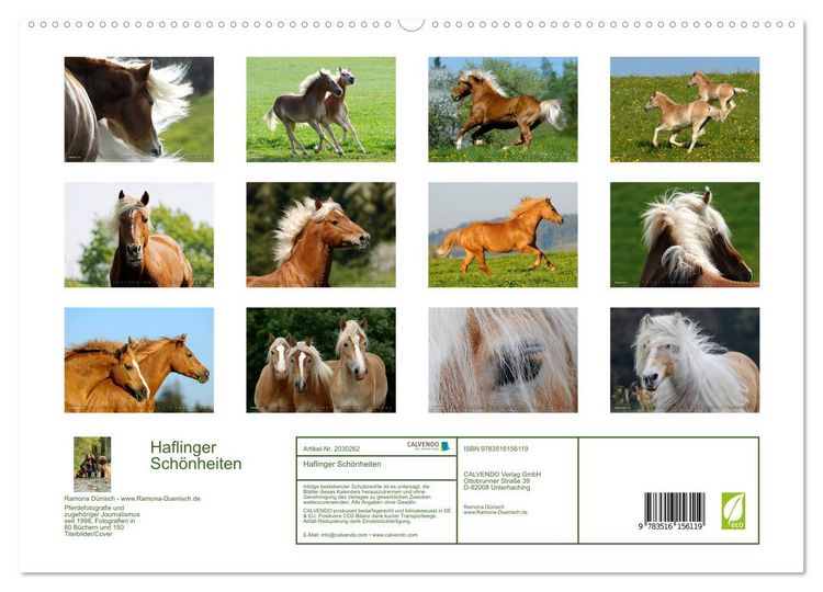 Produktbild: Haflinger Sch&ouml;nheiten (hochwertiger Premium Wandkalender 2026 DIN A2 quer), Kunstdruck in Hochglanz