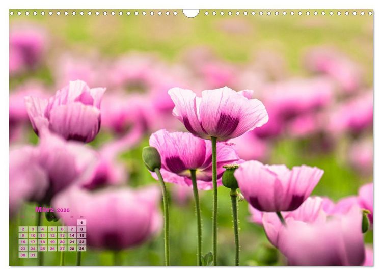 Produktbild: ZAUBERHAFTE MOHNBL&Uuml;TEN IN SCHARLACHROT UND PINK (Wandkalender 2026 DIN A3 quer), CALVENDO Monatskalender