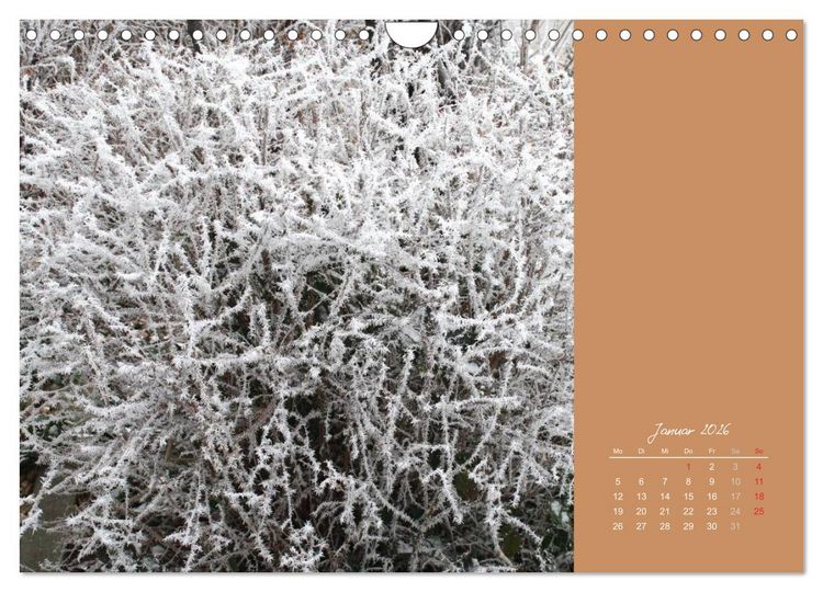 Produktbild: Gartentr&auml;ume (Wandkalender 2026 DIN A4 quer), CALVENDO Monatskalender