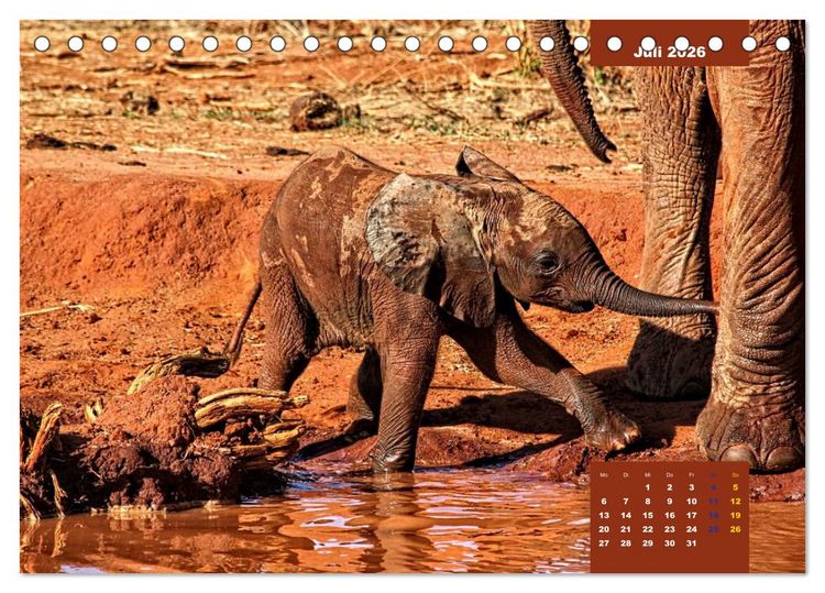 Produktbild: E wie Elefanten - verspielt und schn&uuml;ssig (Tischkalender 2026 DIN A5 quer), CALVENDO Monatskalender