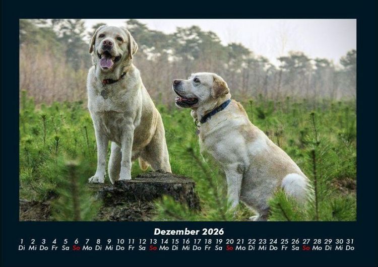 Produktbild: Der Hundekalender 2026 Fotokalender DIN A4