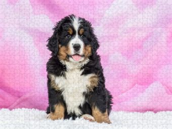 Produktbild: CALVENDO Puzzle Berner Sennenhund Baby | 1000 Teile Lege-Gr&ouml;&szlig;e 64x48cm Foto-Puzzle f&uuml;r gl&uuml;ckliche Stunden