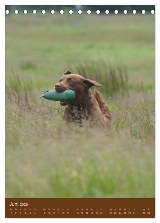 Produktbild: Chesapeake Bay Retriever 2026 (Tischkalender 2026 DIN A5 hoch), CALVENDO Monatskalender