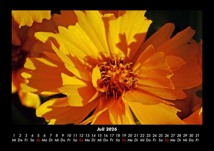 Produktbild: Blumentr&auml;ume 2026 Fotokalender DIN A3