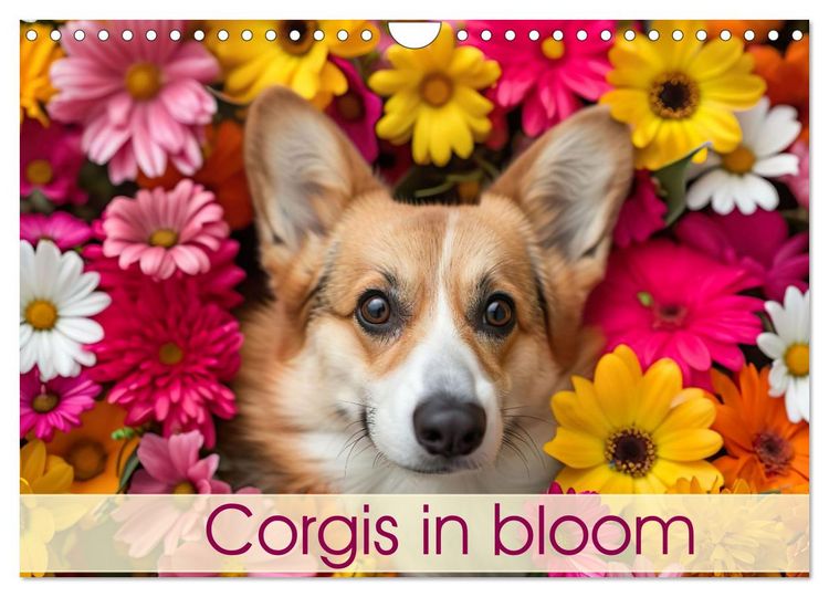Produktbild: Corgis in Bloom (Wall Calendar 2026 DIN A4 landscape), CALVENDO 12 Month Wall Calendar