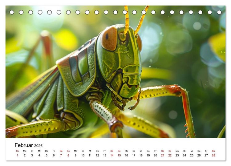 Produktbild: Insekten hautnah (Tischkalender 2026 DIN A5 quer), CALVENDO Monatskalender