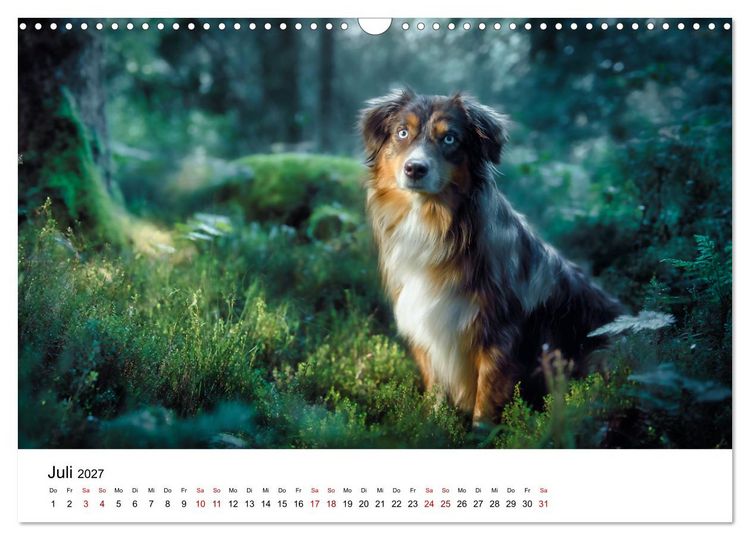 Produktbild: Born to run - Ein Jahr mit Australian Shepherds (Wandkalender 2027 DIN A3 quer), CALVENDO Monatskalender