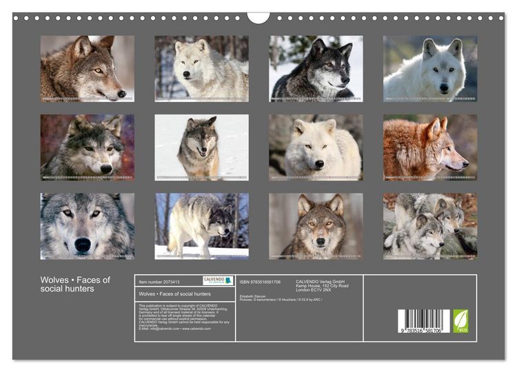Produktbild: Wolves &bull; Faces of social hunters (Wall Calendar 2026 DIN A3 landscape), CALVENDO 12 Month Wall Calendar