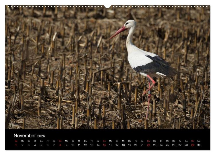 Produktbild: Ein Jahr bei den St&ouml;rchen (Wandkalender 2026 DIN A2 quer), CALVENDO Monatskalender
