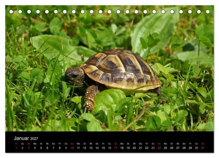 Produktbild: Die Welt der Haustiere (Tischkalender 2027 DIN A5 quer), CALVENDO Monatskalender