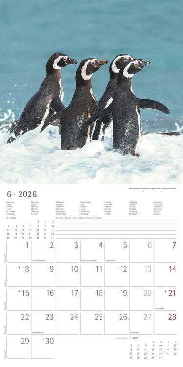 Pinguine 2026 - Broschürenkalender 30x30 cm (30x60 geöffnet) - Kalender mit Platz für Notizen - Penguins - Bildkalender - Wandplaner - Wandkalender